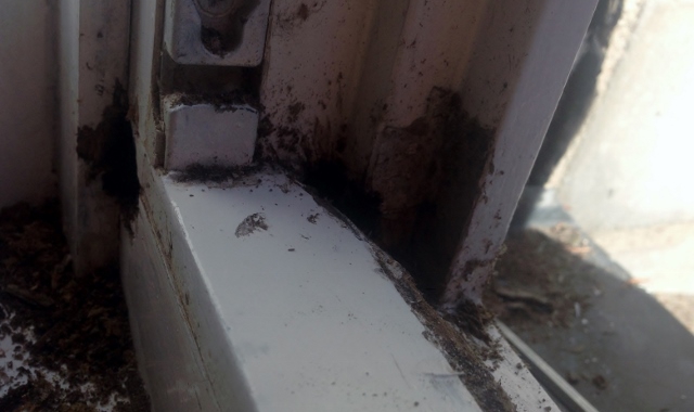 Warum Faulen Meine Fenster?